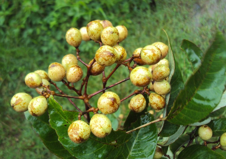 Hình ảnh quả cây Sang nước