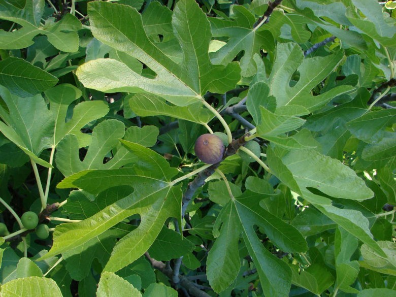 Hình ảnh cây Sung ngọt