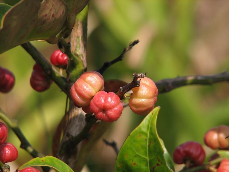 Hình ảnh cây Sóc thon