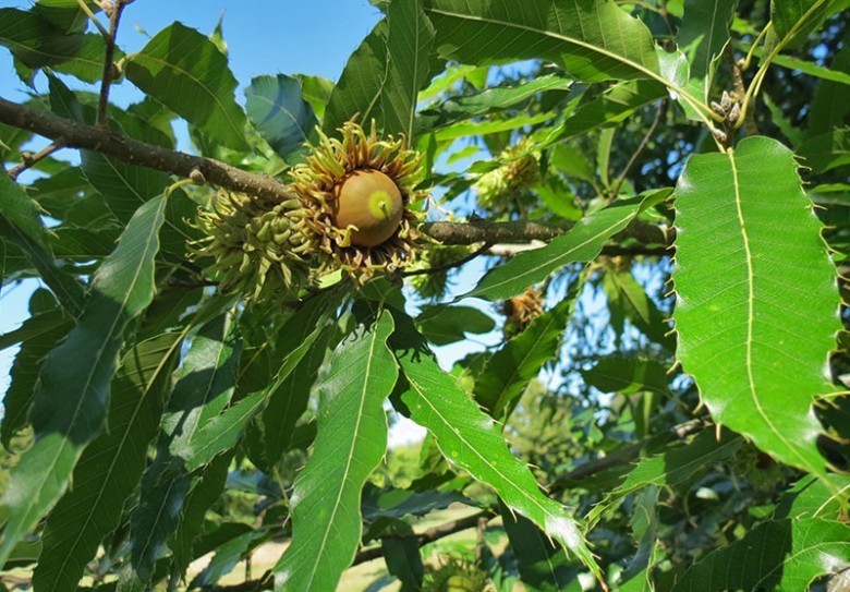 Hình ảnh cây Sồi nhọn