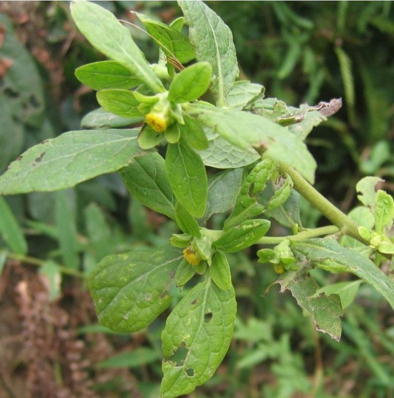 Hình ảnh cây Thiên danh tinh