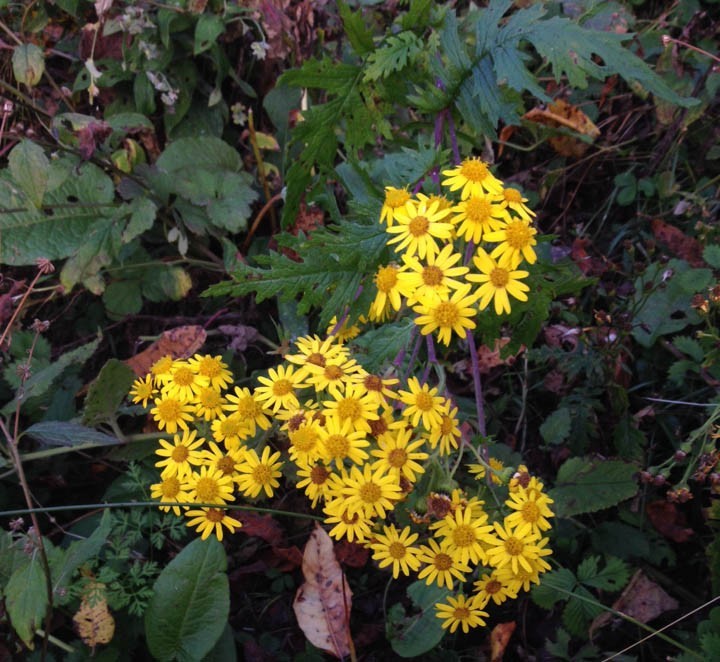 Hình ảnh hoa, cây Thiên lý quang dạng cúc