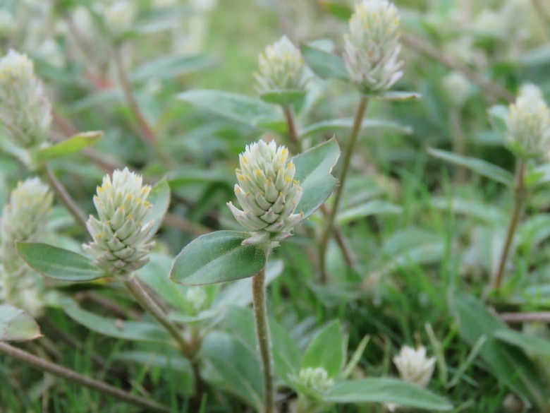 Hình ảnh cây Nở ngày đất