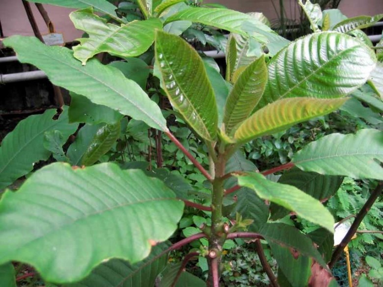 Hình ảnh cây Nóng