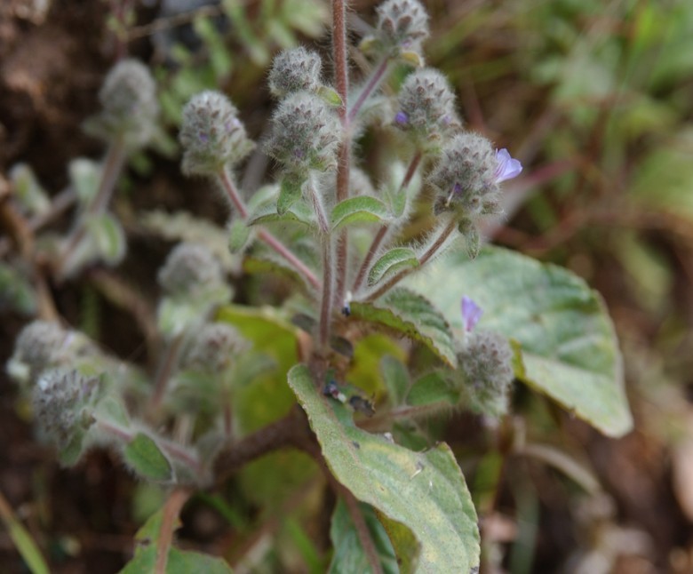 Hình ảnh cây Nhân trần hoa đầu