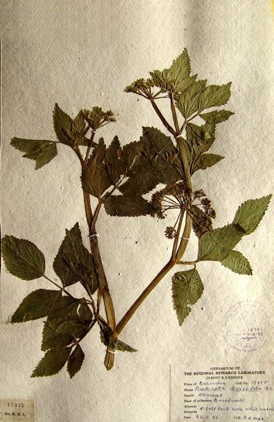 Tham khảo thêm hình ảnh cây Cần hôi