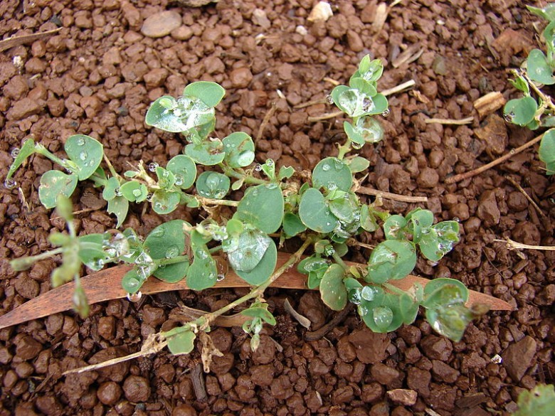 Hình ảnh cây Cất hoi