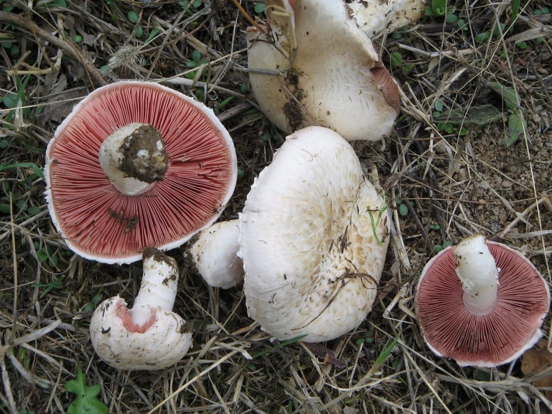 Hình ảnh cây Nấm cỏ tranh 