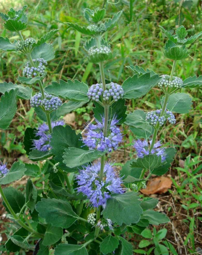 Hình ảnh cây Cỏ vắp thơm