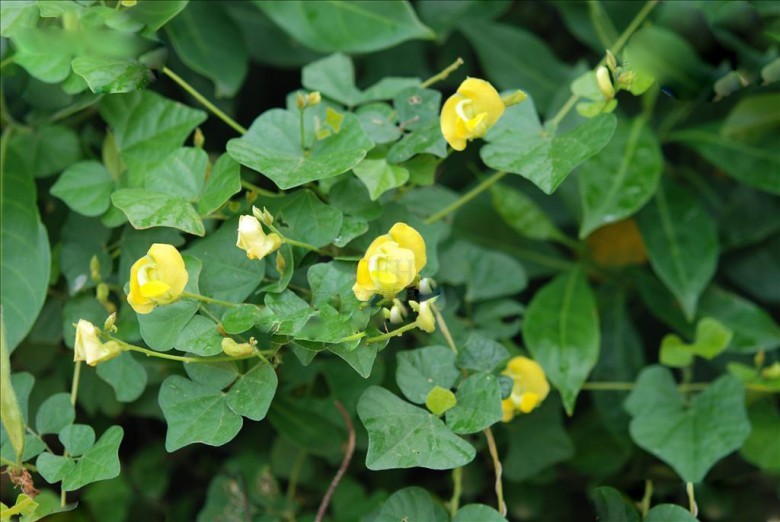 Hình ảnh cây Cốt mà