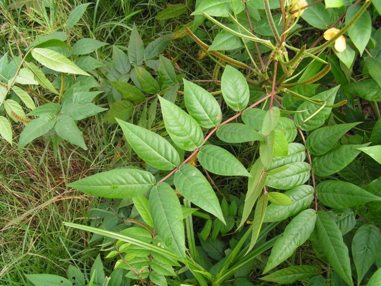 Hình ảnh cây Cốt khí muồng