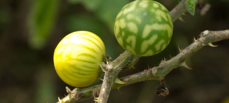 Hình ảnh quả, cây Cà trái vàng