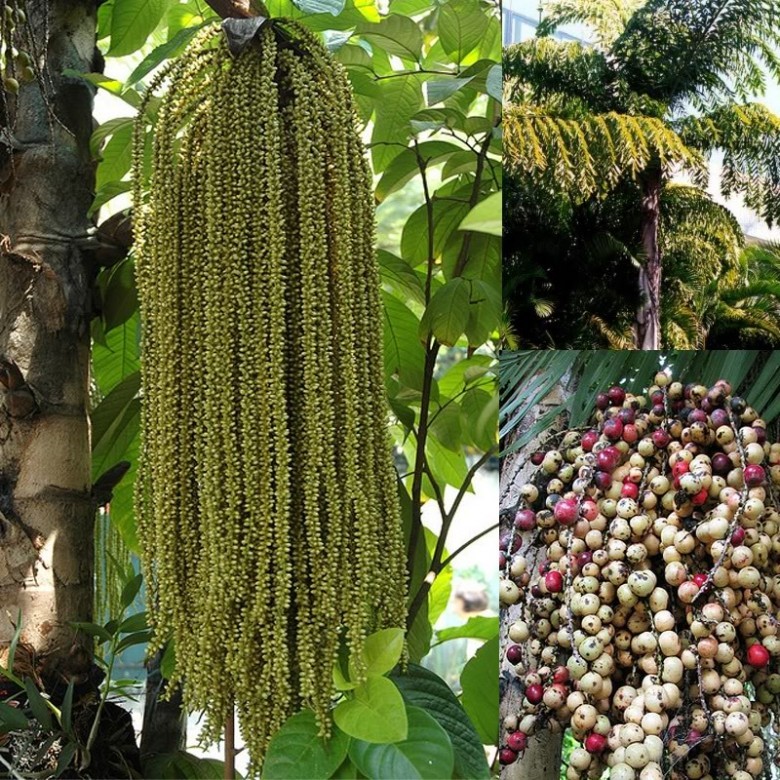 Hình ảnh quả, cây Đùng đình