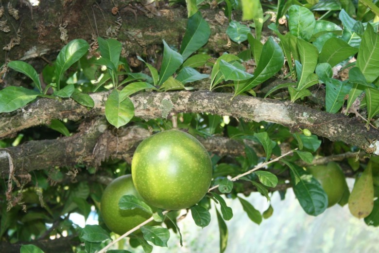 Hình ảnh quả cây Ðào tiên