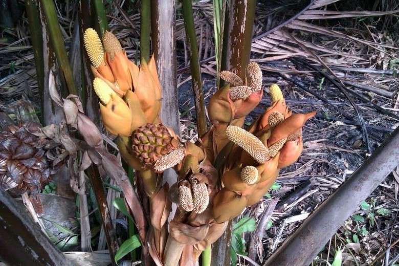 Hình ảnh cây Dừa nước