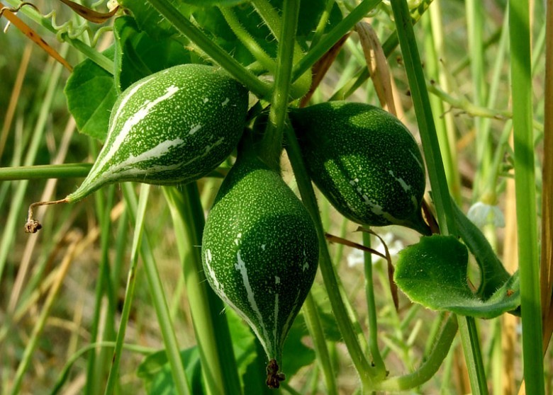 Hình ảnh quả Dưa núi hay Bát bát trâu