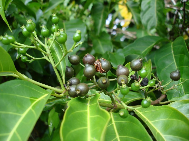 Hình ảnh quả, cây Găng Nam bộ