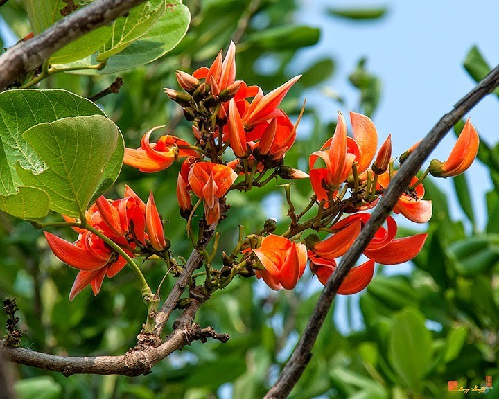 Hình ảnh hoa cây Giềng giềng