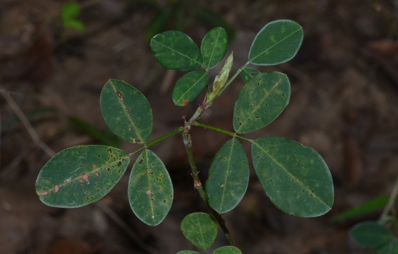 Hình ảnh cây Lạc địa