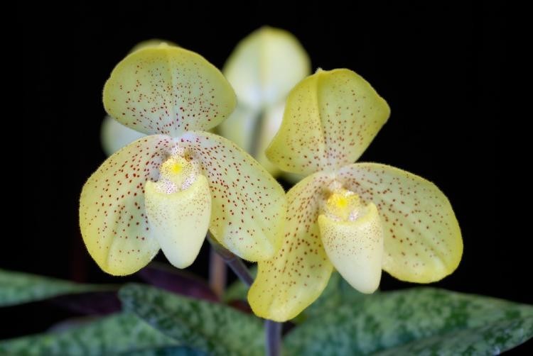 Hình ảnh cây Lan hài đốm