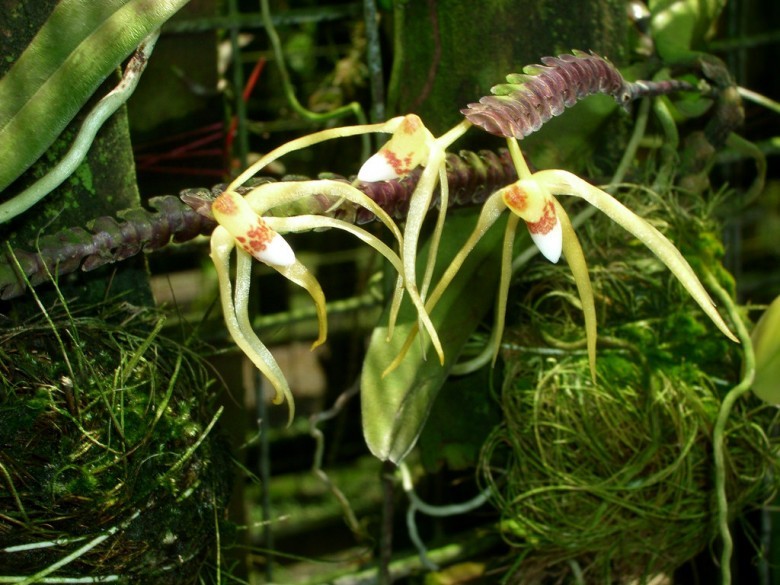 Hình ảnh cây Lan xương cá