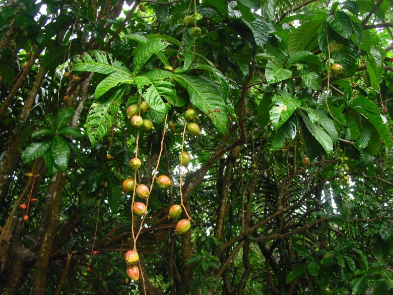 Hình ảnh cây Lộc vừng hoa chùm