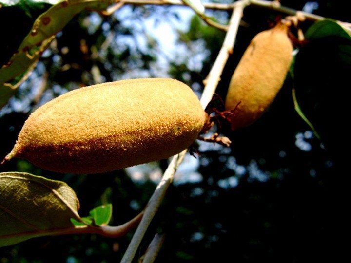 Hình ảnh quả cây Lòng mang