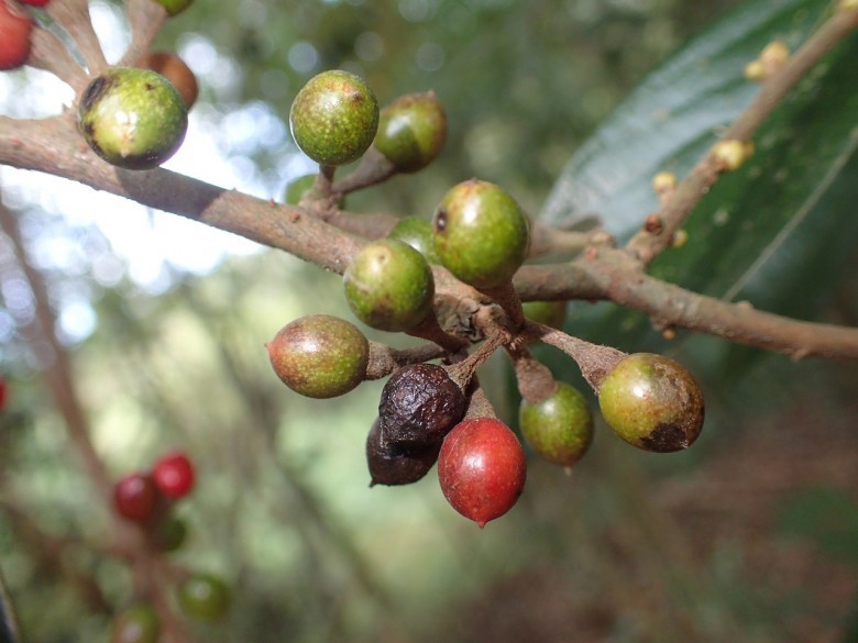 Hình ảnh quả cây Lòng trứng thông thường