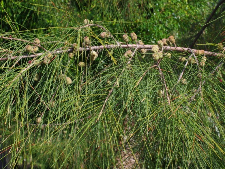 Hình ảnh cây Phi lao