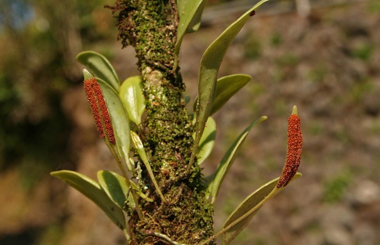 Hình ảnh cây Quyết ấp đá lá nạc