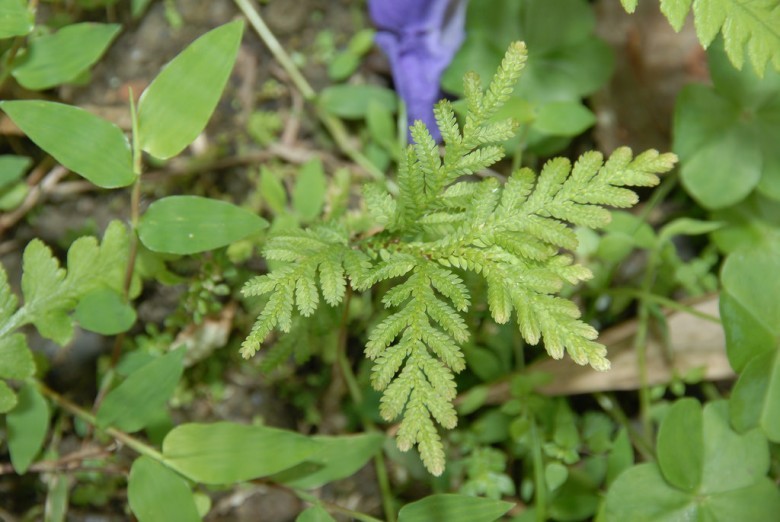 Hình ảnh cây Quyển bá yếu