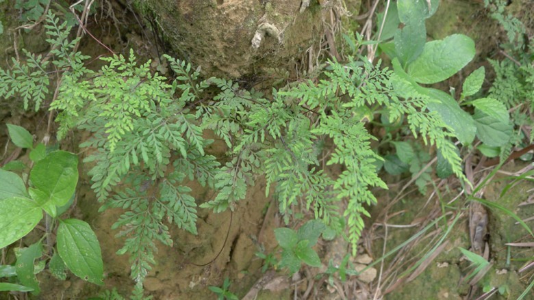 Hình ảnh cây Quạt lông