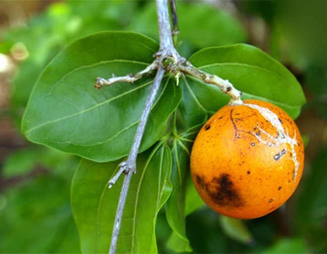 Hình ảnh quả chín cây Quạ quạ