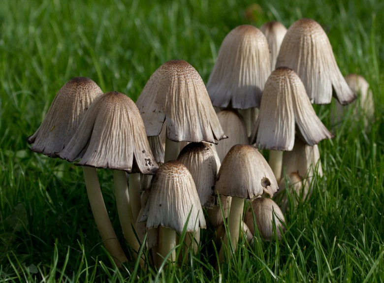 Hình ảnh cây Nấm mực