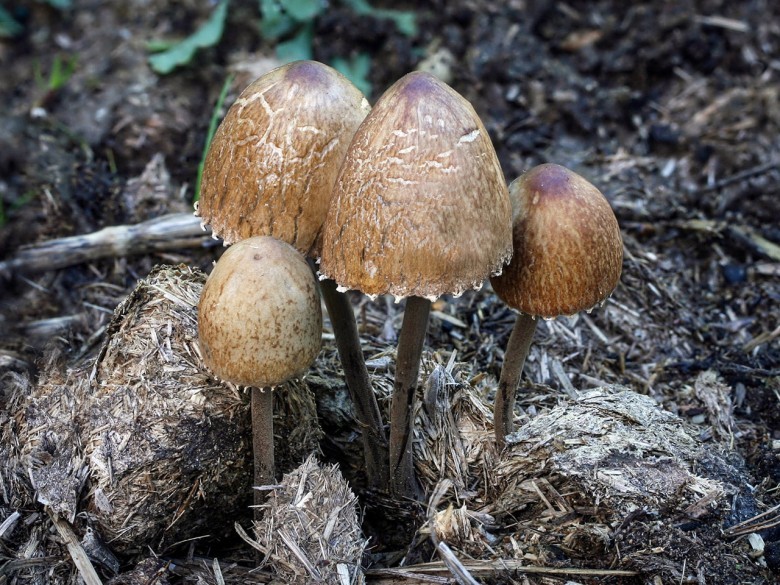 Hình ảnh cây Nấm phiến đốm chuông