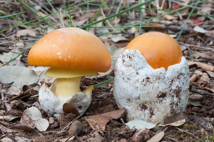 Hình ảnh cây Nấm tán da cam