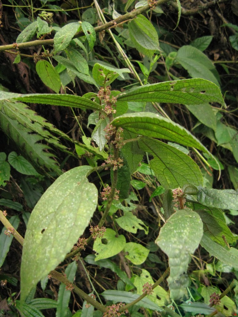 Hình ảnh cành, hoa, lá cây Ná nang