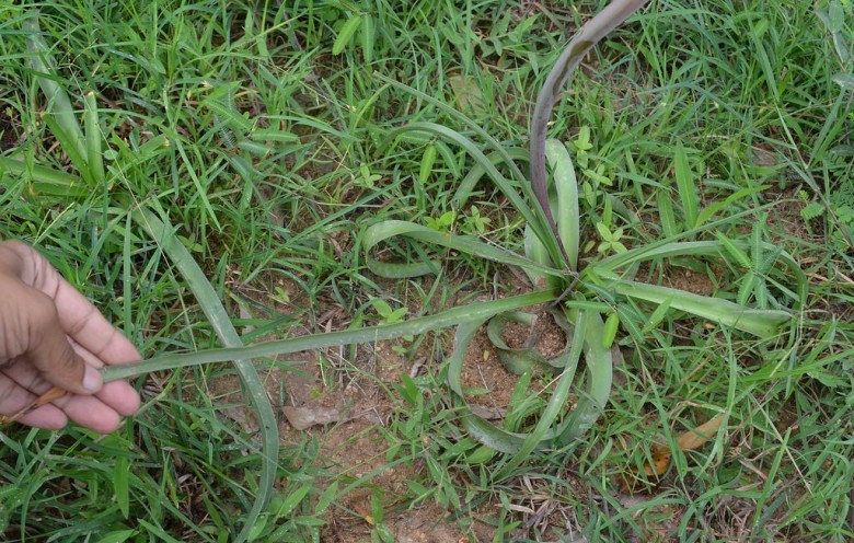 Hình ảnh cây Náng hoa đỏ