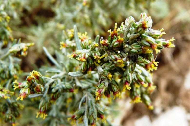 Hình ảnh cây Ngải giun