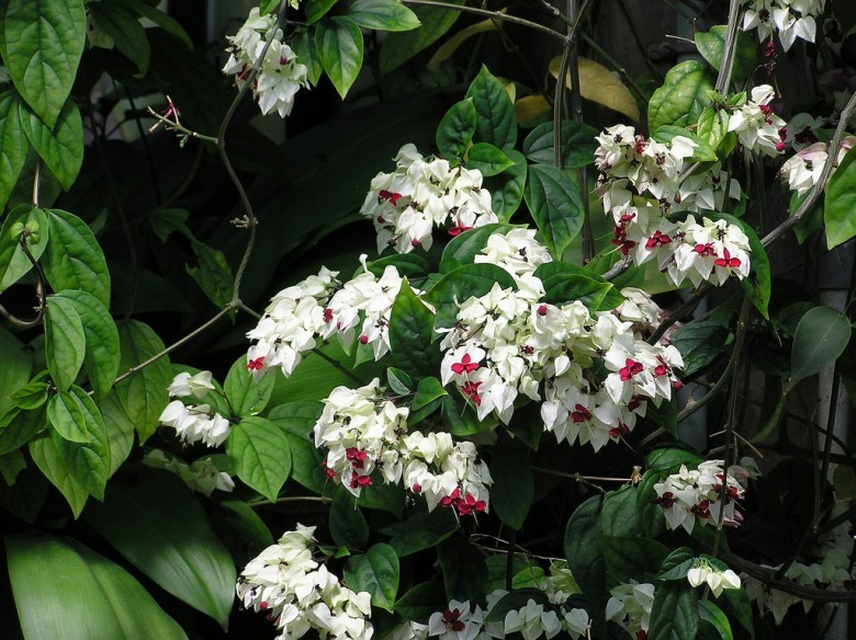 Hình ảnh cây Ngọc nữ,