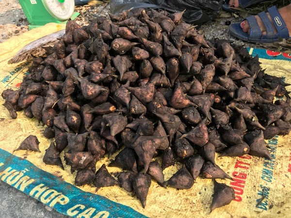 Hình ảnh củ ấu