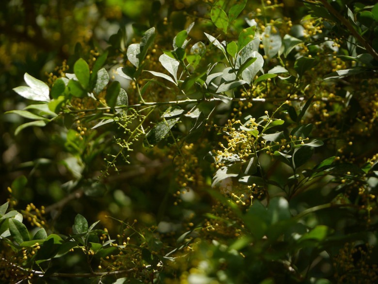 Hình ảnh cây Ngâu tàu