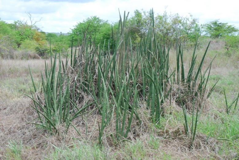 Hình ảnh cây Ngà voi