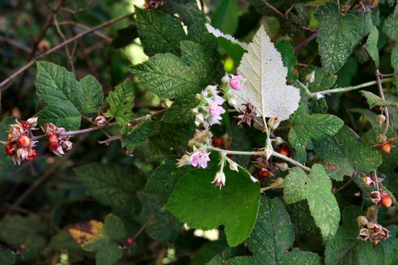 Hình ảnh cây Ngấy đảo Môluyc