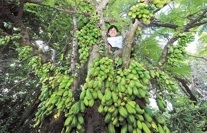 Hình ảnh quả cây Khế tàu