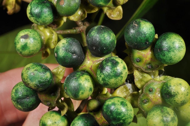 Hình ảnh quả cây Khổ diệp