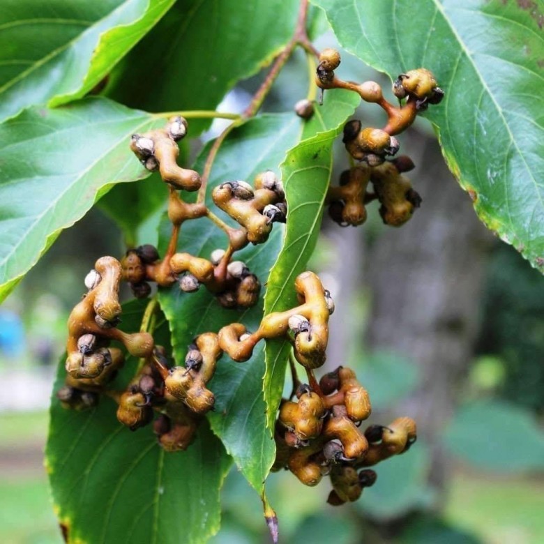 Hình ảnh cây Khúng khéng