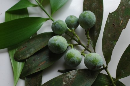 Hình ảnh quả cây Kim giao