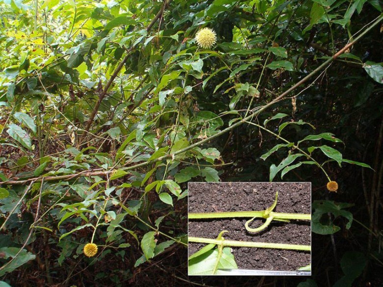 Hình ảnh cây Câu đằng bóng