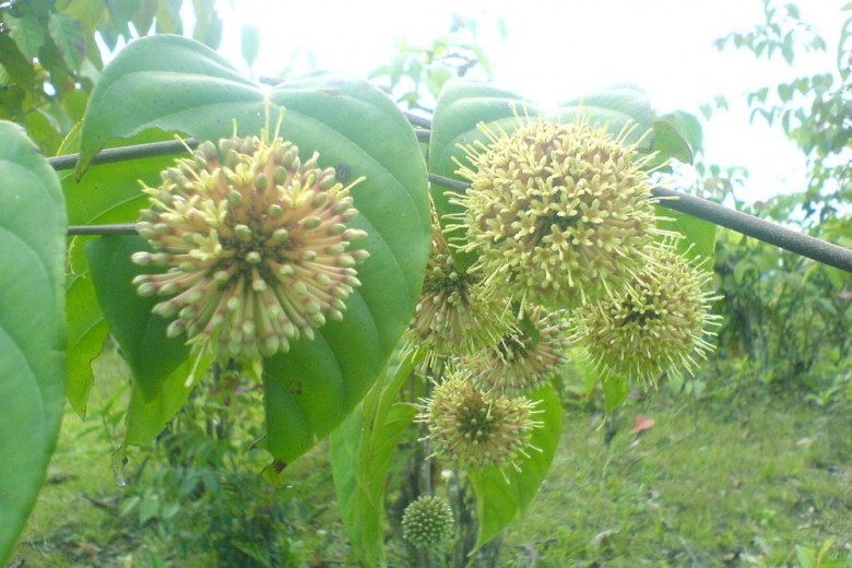 Hình ảnh cây Câu đằng lá to